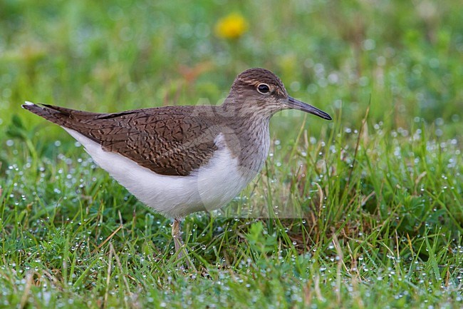 Piro piro piccolo; Common Sandpiper; Actitis hypoleucos stock-image by Agami/Daniele Occhiato,