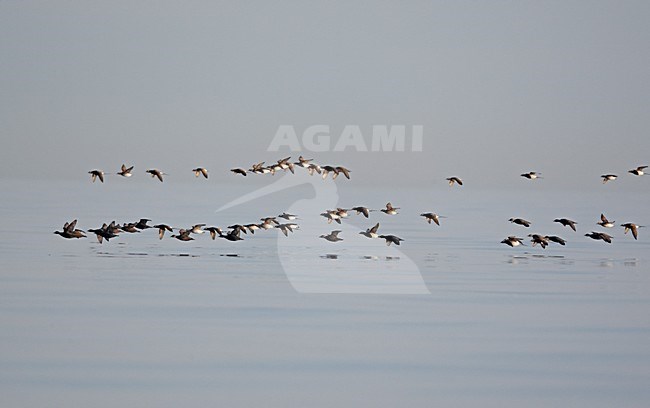 Zwarte Zee-eend en IJseend vliegend; Common Scoter and Long-tailed Duck flying stock-image by Agami/Markus Varesvuo,