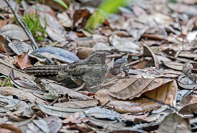 Roosting Blackish Nightjar (Nyctipolus nigrescens) in Amazonian Peru. stock-image by Agami/Pete Morris,