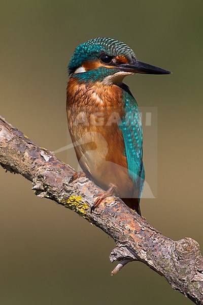 Mannetje IJsvogel op een tak; Male Common Kingfisher perched on a branch stock-image by Agami/Daniele Occhiato,