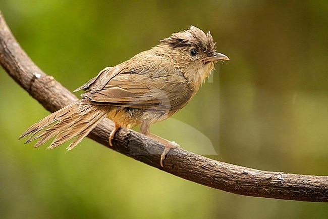 Oriental Brown-cheeked Fulvetta, Alcippe poioicephala stock-image by Agami/Hans Germeraad,