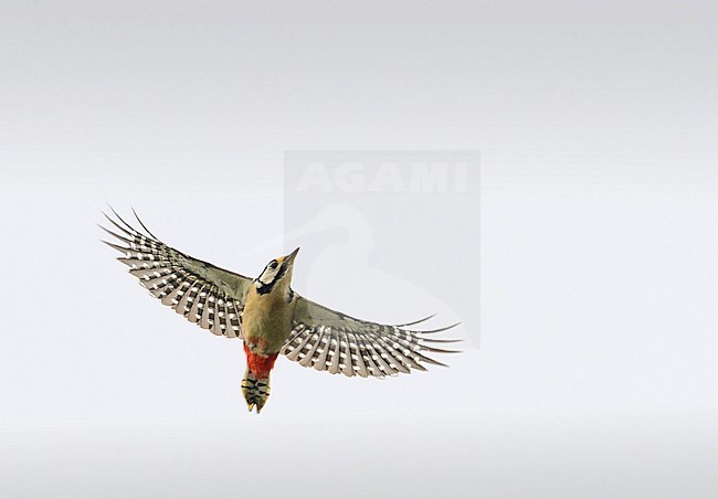 Great Spotted Woodpecker (Dendrocopos major) migrating over the Netherlands. In flight seen from below. Flying against a white sky as a background. stock-image by Agami/Hans Gebuis,