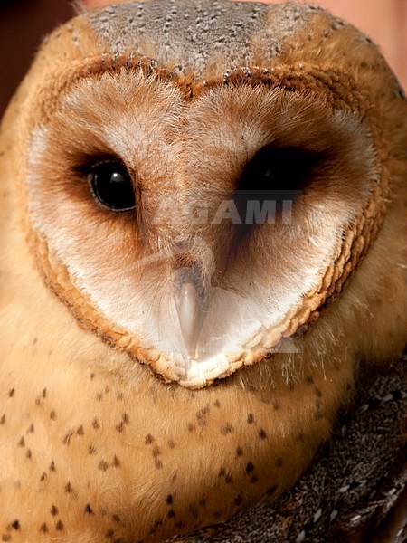 Close-up van een Kerkuil, Close up of a Barn Owl stock-image by Agami/Wil Leurs,