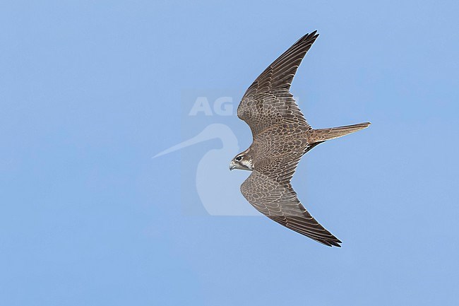 Adult
Santa Barbara Co., CA
November 2021 stock-image by Agami/Brian E Small,