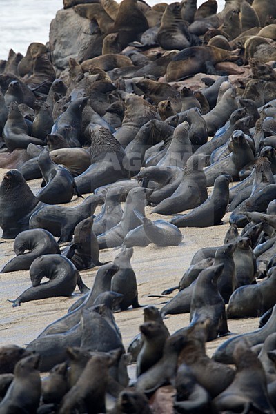 Kaapse pelsrobben kolonie van Cape Cross Namibie, Cape Fur Seal colony at Cape Cross Namibia stock-image by Agami/Wil Leurs,