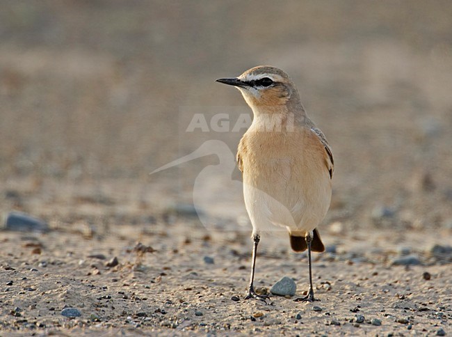 Isabelline Wheatear adult standing on the ground; Izabeltapuit volwassen staand op de grond stock-image by Agami/Markus Varesvuo,