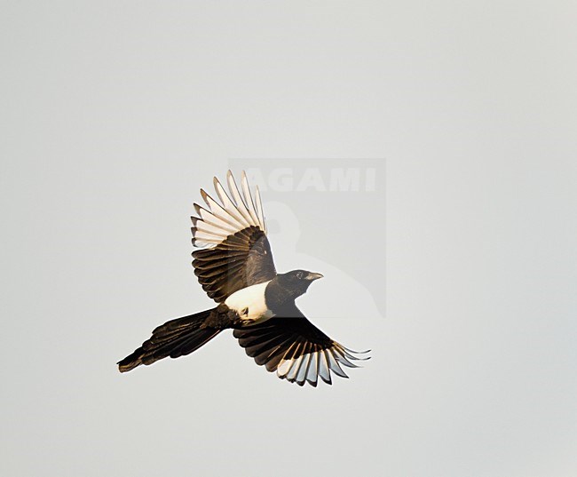 Ekster vliegend, trekkend tegen blauwe lucht ; Flying, migrating Common Magpie against blue sky stock-image by Agami/Ran Schols,