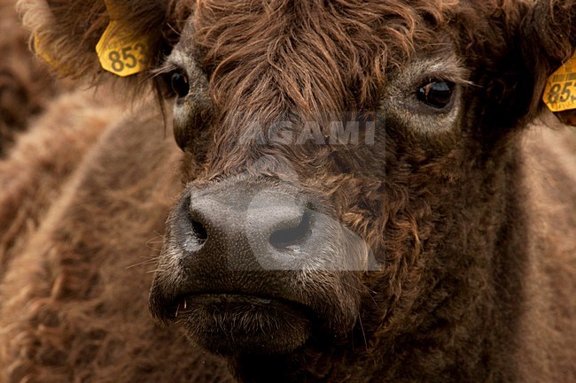 Close-up van een Galloway kop, Close up of a Galloway head stock-image by Agami/Wil Leurs,
