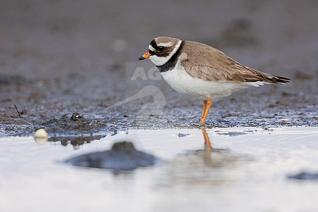 Common Ringed Plover (Charadius hiaticula psammodromus), side view of an adult standing on the ground, Western Region, Iceland stock-image by Agami/Saverio Gatto,