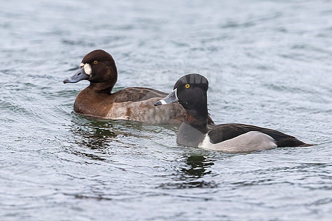 Ringsnaveleend; Ring-necked Duck, Aythya collaris; Topper, Greater Scaup, Aythya marila stock-image by Agami/Daniele Occhiato,