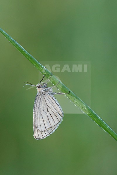 Vals witje; Black-veined Moth; stock-image by Agami/Walter Soestbergen,