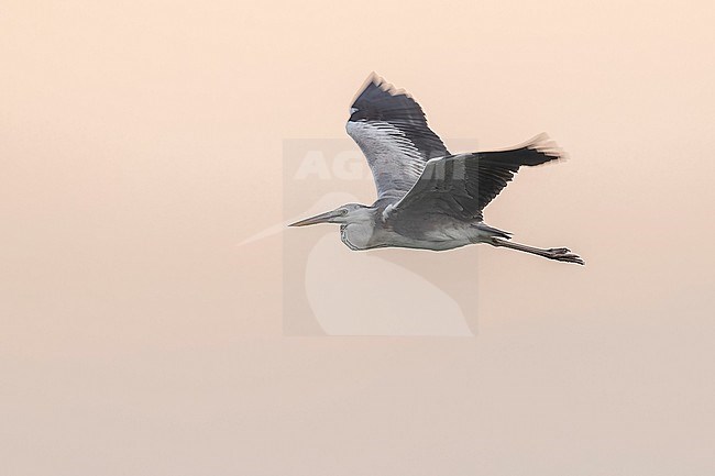 Immature Mauritanian Heron (Ardea monicae) flying at sunset over the shore of Lamhiriz harbour, Western Sahara, Morocco. stock-image by Agami/Vincent Legrand,