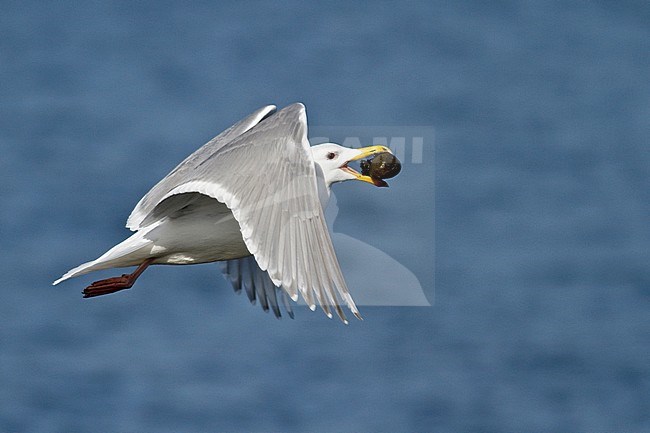 Glaucous-winged Gull (Larus glaucescens) flying in Victoria, BC, Canada. stock-image by Agami/Glenn Bartley,