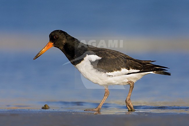 Scholekster staand; Eurasian Oystercatcher perched stock-image by Agami/Daniele Occhiato,