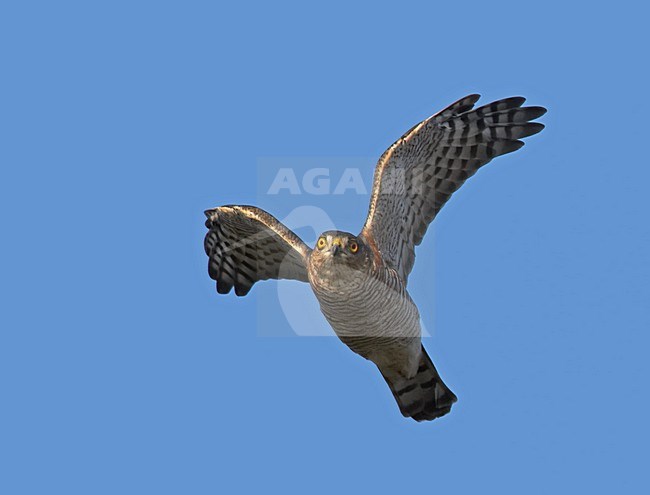 Sperwer in vlucht; Sparrowhawk in flight stock-image by Agami/Markus Varesvuo,