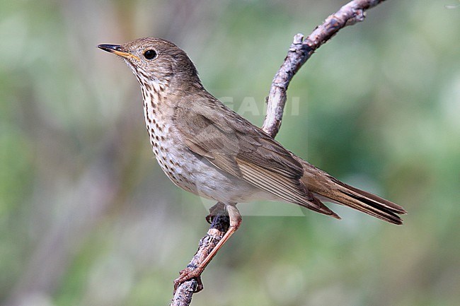 Grey-cheeked Thrush (Catharus minimus) taken the 18/06/2022 at Nome - Alaska. stock-image by Agami/Nicolas Bastide,