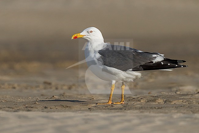 Adult breeding
Galveston Co., TX
April 2023 stock-image by Agami/Brian E Small,