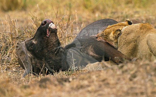 African Lion (Panthera leo) on a Kill. Populations in African range countries declined by about 43% since the early 1990s, hence it listed as Vulnerable on the IUCN Red List. stock-image by Agami/Dubi Shapiro,