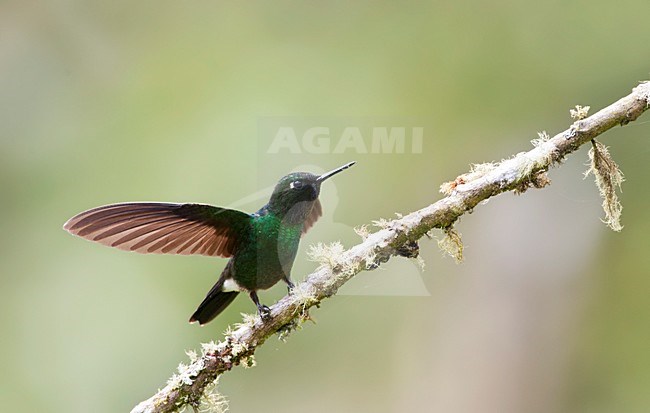 Tourmaline sunangel, Toermalijnzonnekolibrie, Heliangelus exortis stock-image by Agami/Marc Guyt,