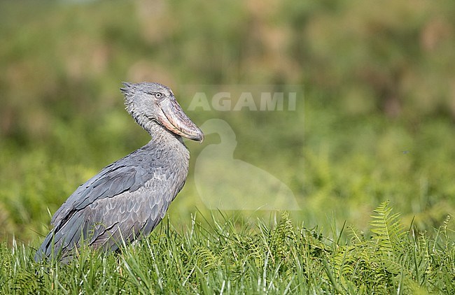 Huge Shoebill (Balaeniceps rex) or whalehead, standing in a papyrus swamp in Uganda. stock-image by Agami/Ian Davies,