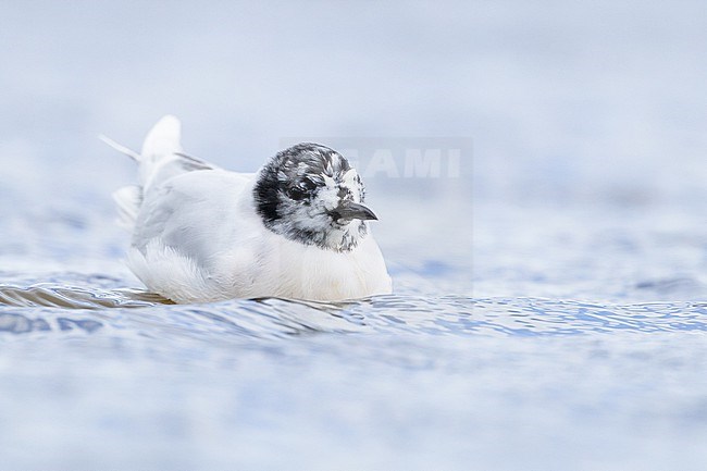  stock-image by Agami/Menno van Duijn,