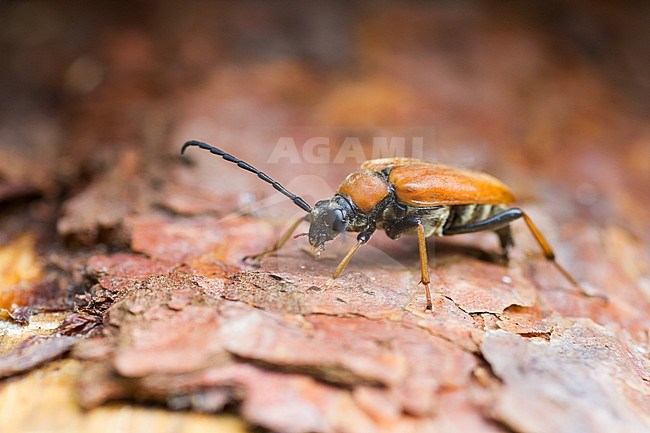 Leptura rubra - Red-brown Longhorn Beetle - Rothalsbock, Germany, imago, female stock-image by Agami/Ralph Martin,