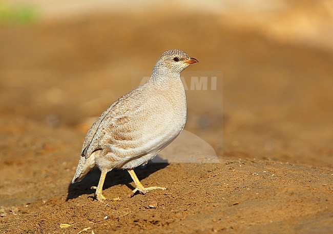 Sand Partridge (Ammoperdix heyi) female at Salalah, Oman. stock-image by Agami/Aurélien Audevard,