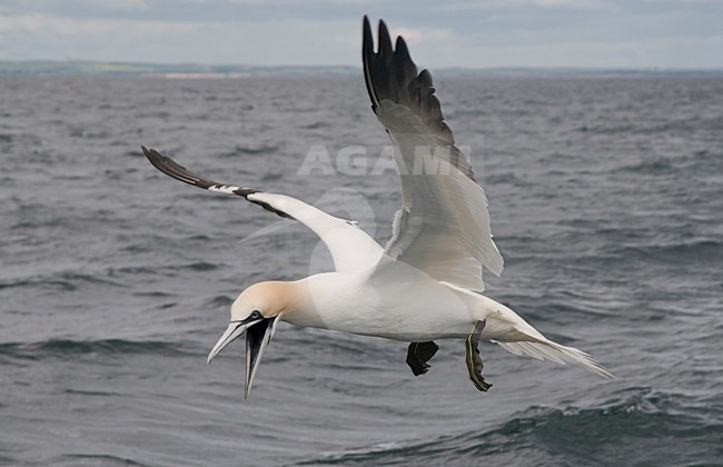 Jan-van-gent in de vlucht; Northern Gannet in flight stock-image by Agami/Han Bouwmeester,