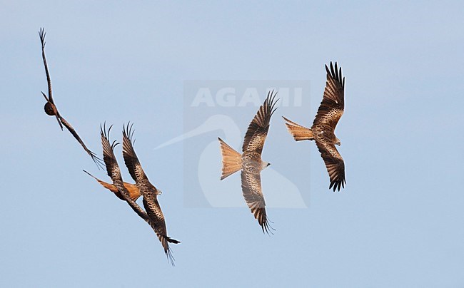 Rode Wouw in de vlucht; Red Kite in flight stock-image by Agami/Markus Varesvuo,