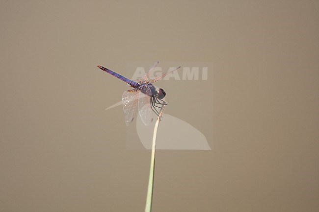 Mannetje Purperlibel, Male Trithemis annulata stock-image by Agami/Wil Leurs,