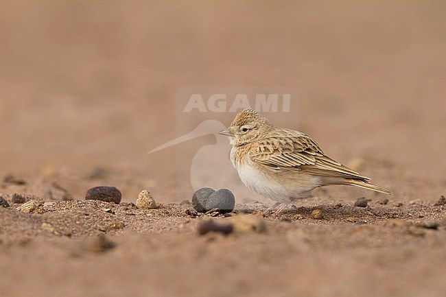 Short-toed Lark - Kurzzehenlerche - Calandrella brachydactyla ssp. rubiginosa, Morocco, adult stock-image by Agami/Ralph Martin,