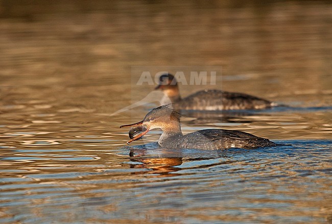 Red-breasted Merganser female swimming, Middelste Zaagbek vrouwtje zwemmend stock-image by Agami/Alain Ghignone,