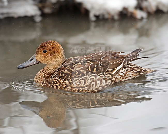 Zwemmend vrouwtje Pijlstaart; Female Northern Pintail swimming stock-image by Agami/Markus Varesvuo,