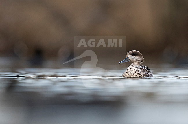 Adult male Marbled Teal (Marmaronetta angustirostris) wintering in Spanish wetland. Swimming on a lake in the nature reserve. stock-image by Agami/Ralph Martin,