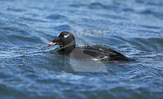 Male American White-winged Scoter (Melanitta deglandi) at Monterey Bay, California, USA. stock-image by Agami/Aurélien Audevard,