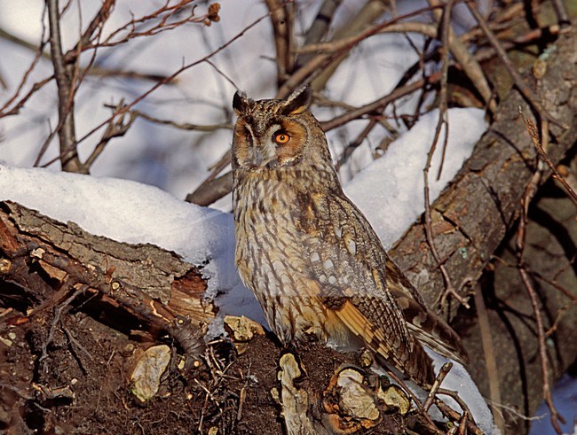 Ransuil zittend op tak; Long-eared Owl perched on branch stock-image by Agami/Markus Varesvuo,