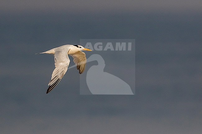 Adult African Royal Tern (Thalasseus maximus albididorsalis) flying along the coast over the ocean, near Freetown in Sierra Leone. stock-image by Agami/David Monticelli,