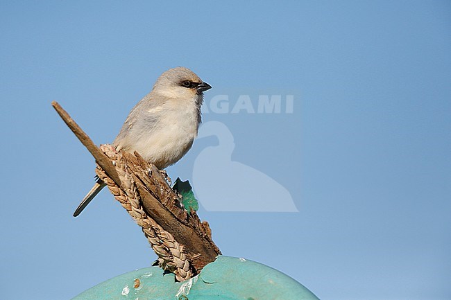 Male Desert Sparrow (Passer simplex) in Sahara desert near Merzouga in Morocco. stock-image by Agami/Chris van Rijswijk,