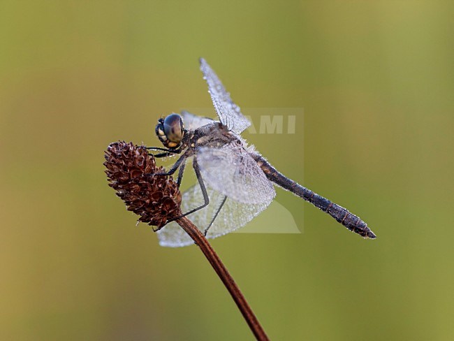 Bedauwde Zwarte heidelibel; Black darter covered with dew; stock-image by Agami/Walter Soestbergen,