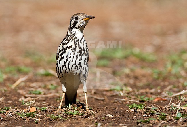 Groundscraper Thrush, Turdus litsitsirupa, in South Africa. Standing on the ground. stock-image by Agami/Marc Guyt,