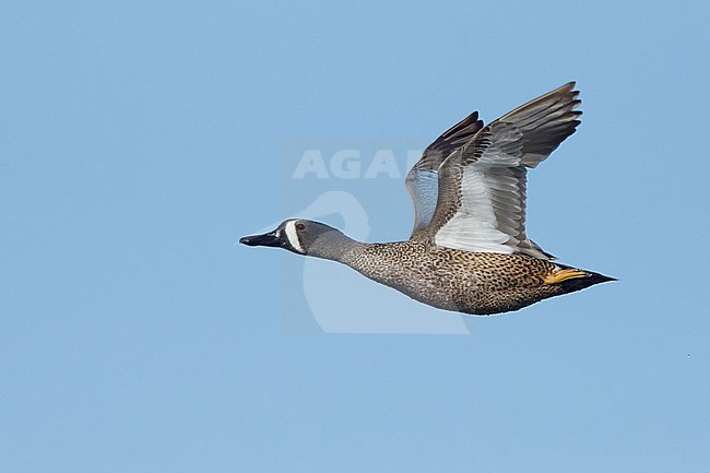 Adult male Blue-winged Teal (Anas discors) in breeding plumage at Galveston Co., Texas.
April 2018 stock-image by Agami/Brian E Small,