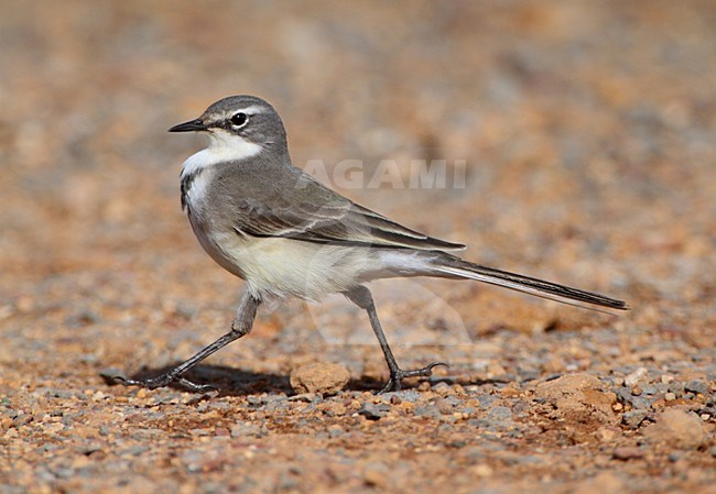 Kaapse Kwikstaart, Cape Wagtail stock-image by Agami/Karel Mauer,