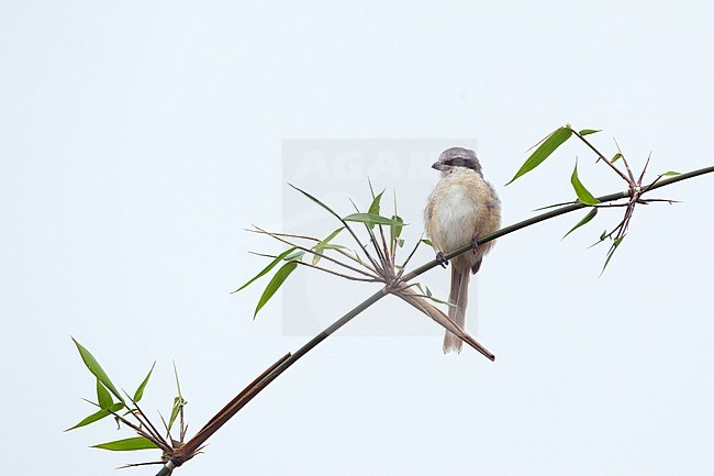 Grey-backed Shrike (Lanius tephronotus) perched in Khao Yai National Park, Thailand stock-image by Agami/Helge Sorensen,