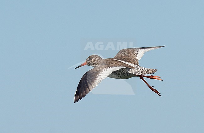 Icelandic Common Redshank (Tringa totanus robusta) in flight stock-image by Agami/Laurens Steijn,