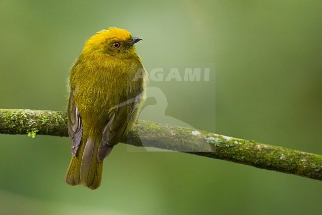 Geelkopmanakin, Yellow-headed Manakin stock-image by Agami/Dubi Shapiro,