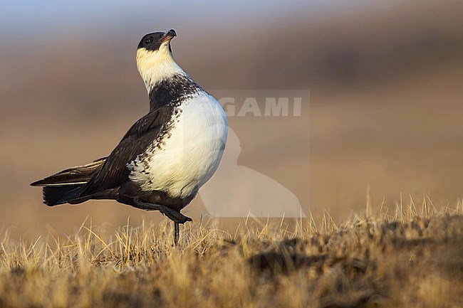 Adult Pomarine Skua (Stercorarius pomarinus) on the arctic tundra near Barrow in northern Alaska, United States. stock-image by Agami/Dubi Shapiro,