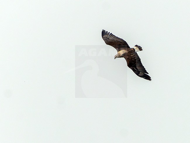 Adult Pallas's fish eagle (Haliaeetus leucoryphus) in Northeast India. stock-image by Agami/Dani Lopez-Velasco,