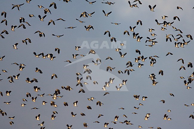 Northern Lapwing flock flying; Kievit groep vliegend stock-image by Agami/Marc Guyt,