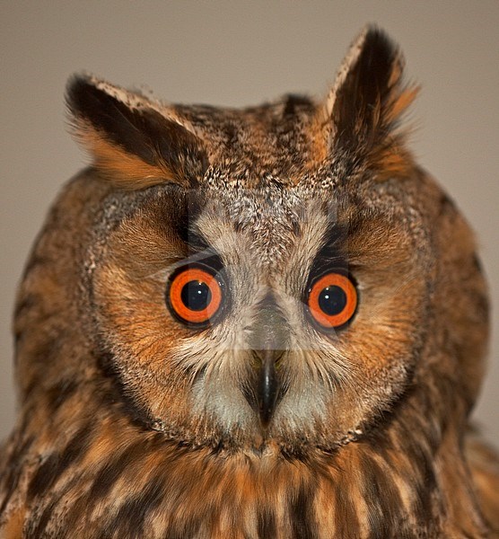Ransuil in de hand, Long-eared Owl in the hand stock-image by Agami/Jari Peltomäki,