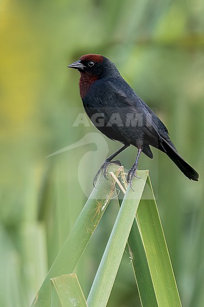 Chestnut-capped Blackbird (Chrysomus ruficapillus) Perched in reeds  in Argentina stock-image by Agami/Dubi Shapiro,